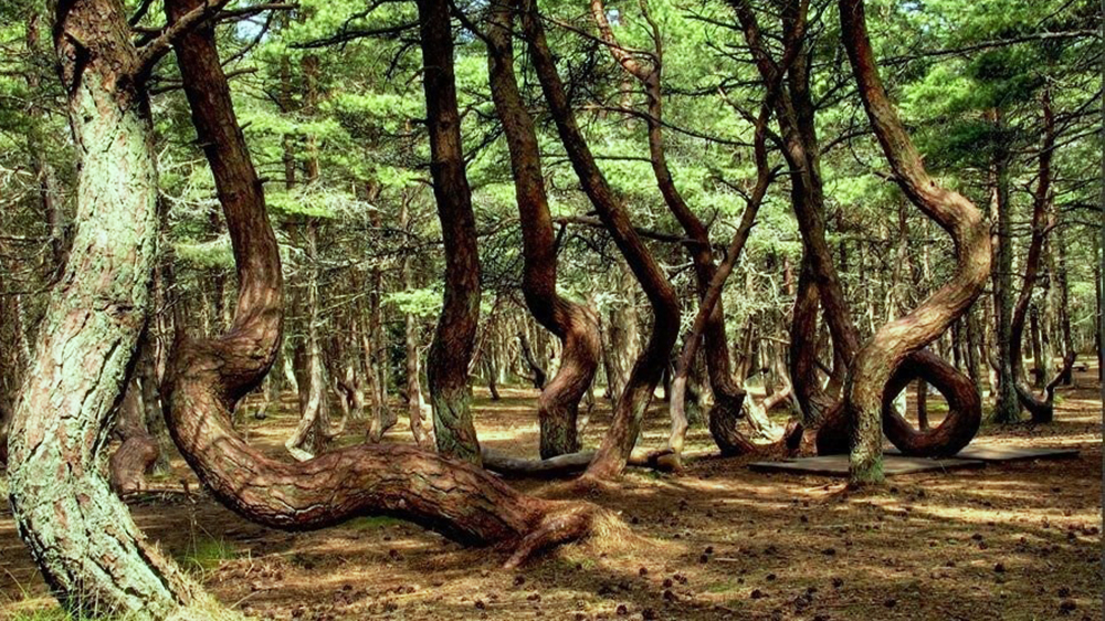 Национальный парк «Куршская коса» (танцующий лес)